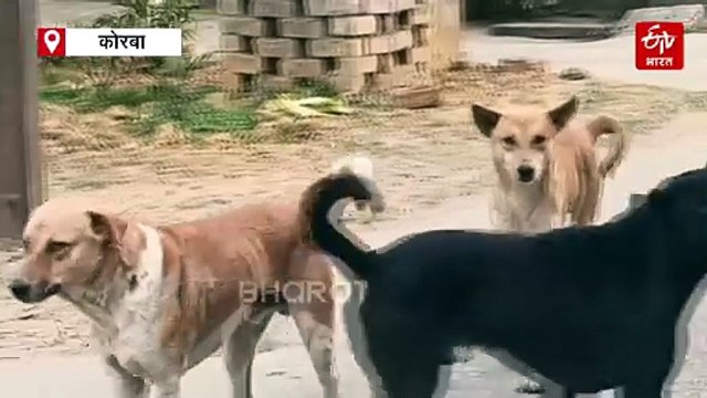 कोरबा में अचानक बढ़े डॉग बाइट के मामले, मेडिकल कॉलेज अस्पताल में ही रोज औसतन 20 नए केस