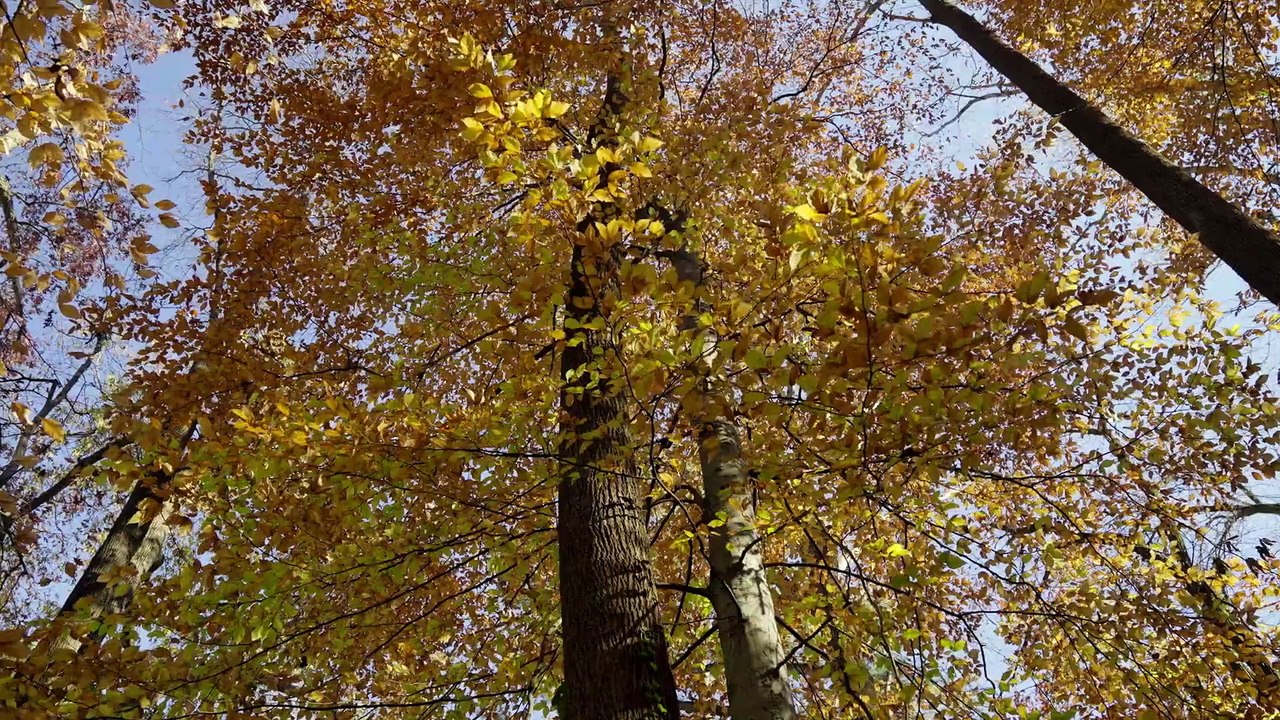The Tree Economy (2026)