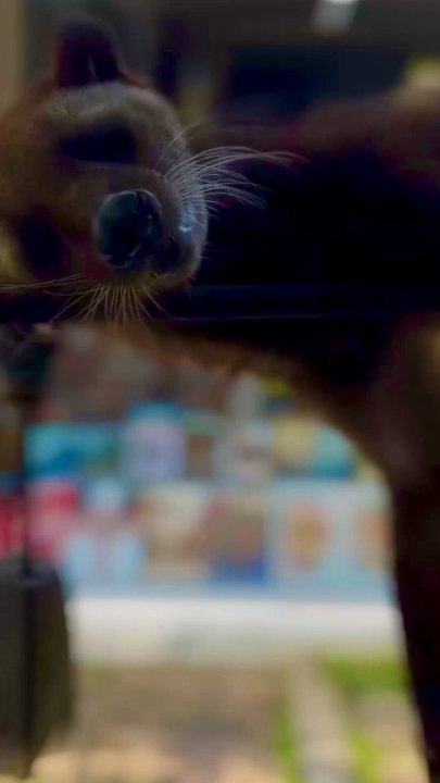 Le meilleur café du monde Kopi Luwak et l’animal Luwak #bali #humour #voyage #animaux