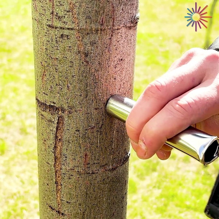 A secret technique for perfect grafting 🌿