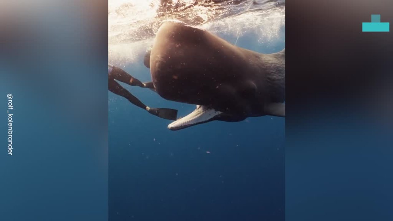Adorable Encounter With Sperm Whale