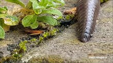 Lombrico - Lombricus