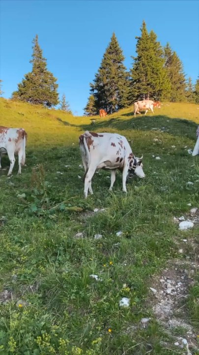J’irai cuisiner chez vous en Suisse 🇨🇭