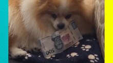 ¿Odia ser pobre? Perrita se viraliza al 'presumir' su dinero