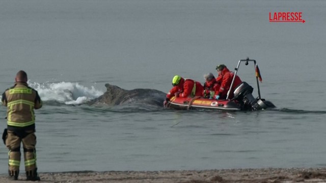 Germania: la megattera resta impigliata nelle reti da pesca e si arena nel Mar Baltico, i tentativi per salvare il cetaceo