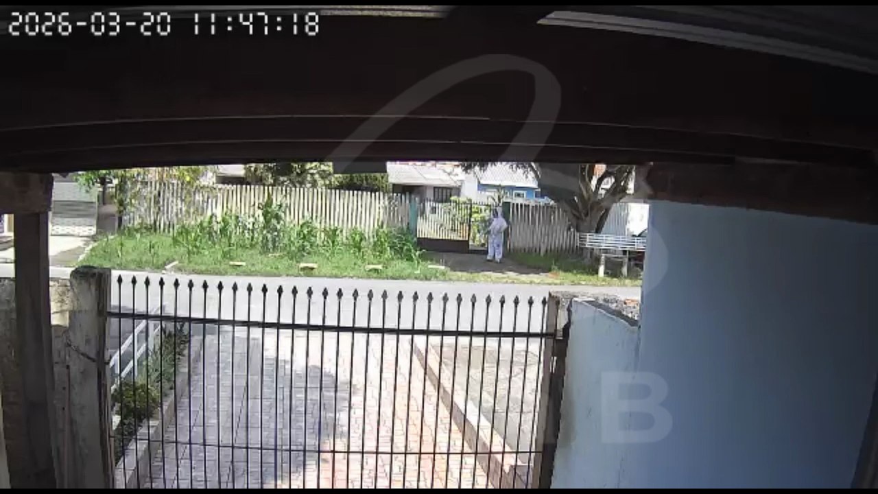 Ataque de abelhas deixa feridos e três cães mortos após enxame ser derrubado no Uberaba