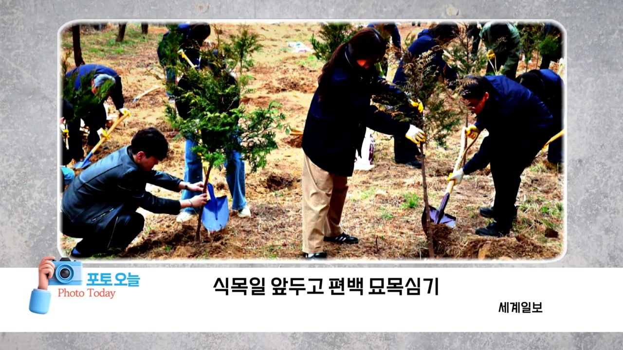 [포토오늘] 식목일 앞두고 편백 묘목심기  / YTN