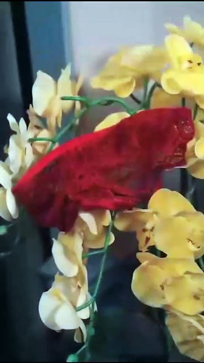 The Assassin's Fury The Merciless Assassin Unmatched Full Version