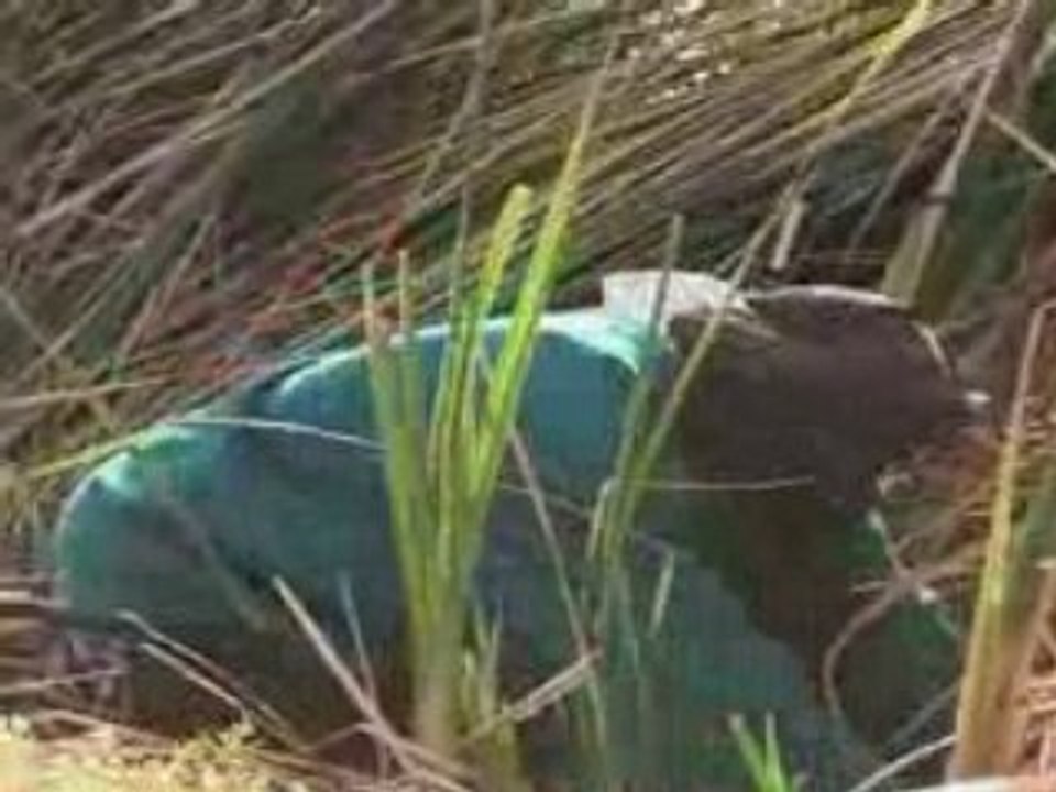 Action_Carbone_Charbon_vert_au_Sénégal