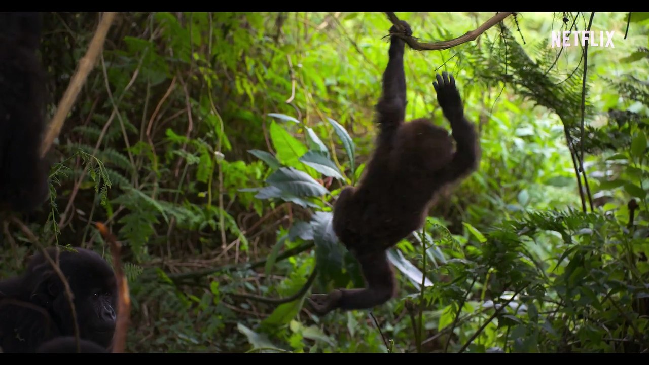A Gorilla Story Told By David Attenborough Trailer