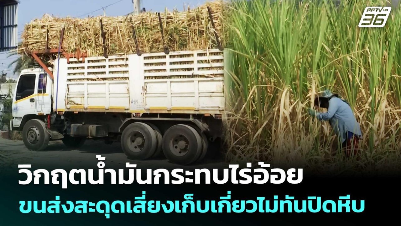 วิกฤตน้ำมันกระทบไร่อ้อย ขนส่งสะดุดเสี่ยงเก็บเกี่ยวไม่ทันปิดหีบ | เที่ยงทันข่าว | 26 มี.ค. 69