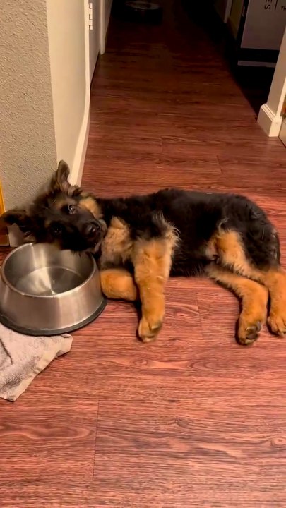 Funny German shepherd and  German shepherd dog ,sweet German shepherd puppy ,German shepherds Dogs funny videos 💕😍🐶follow, Subscribe ,share, like