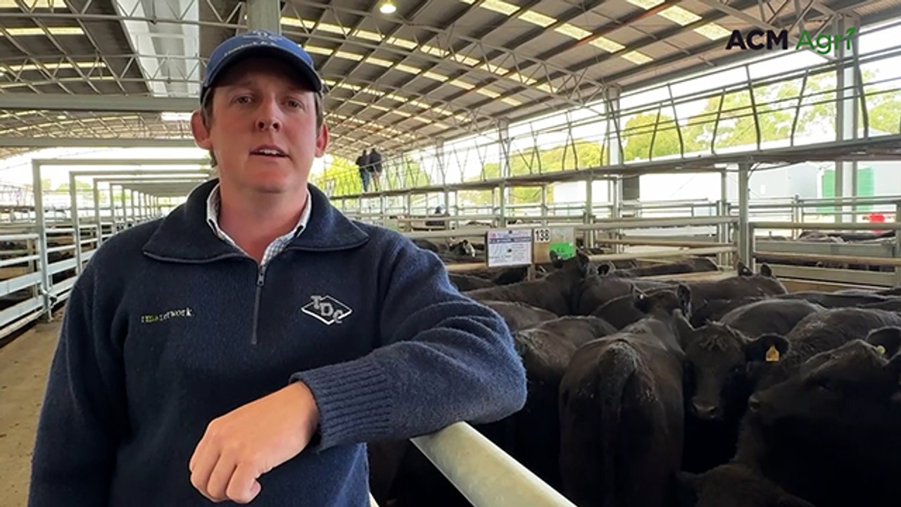 Naracoorte store cattle sale - March 2026