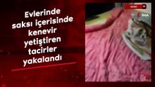 Hatay'da evlerinde saksı içerisinde kenevir yetiştiren tacirler yakalandı