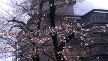 桜が咲き始めました2026