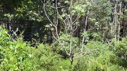 Common crow butterfly