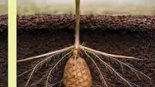 How potatoes grow underground