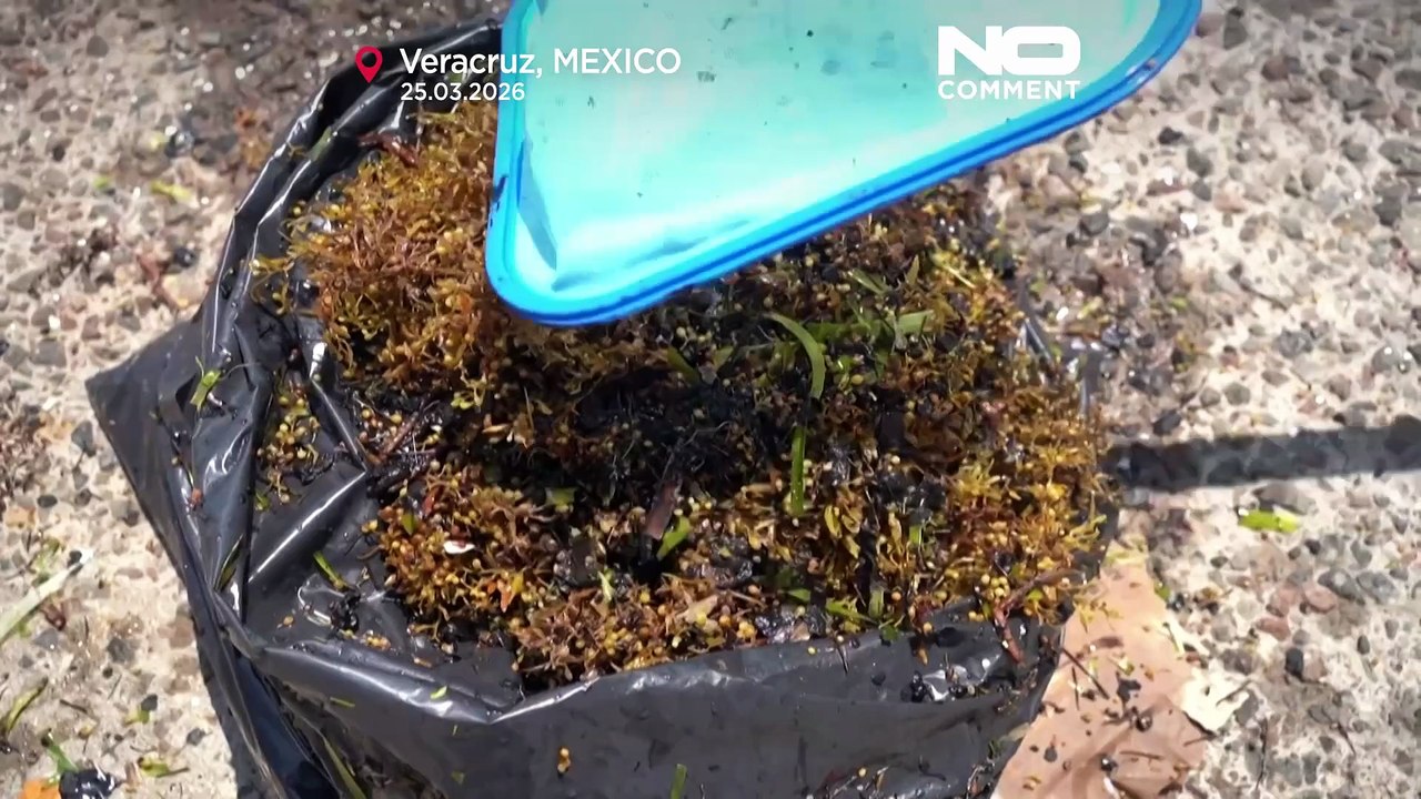 Mexique : 128 tonnes de déchets pétroliers retirées des plages de Veracruz