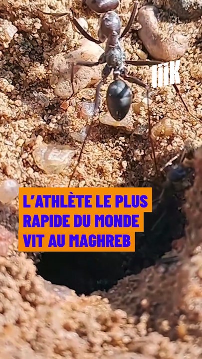 L'athlète le plus rapide du monde vit au Maghreb