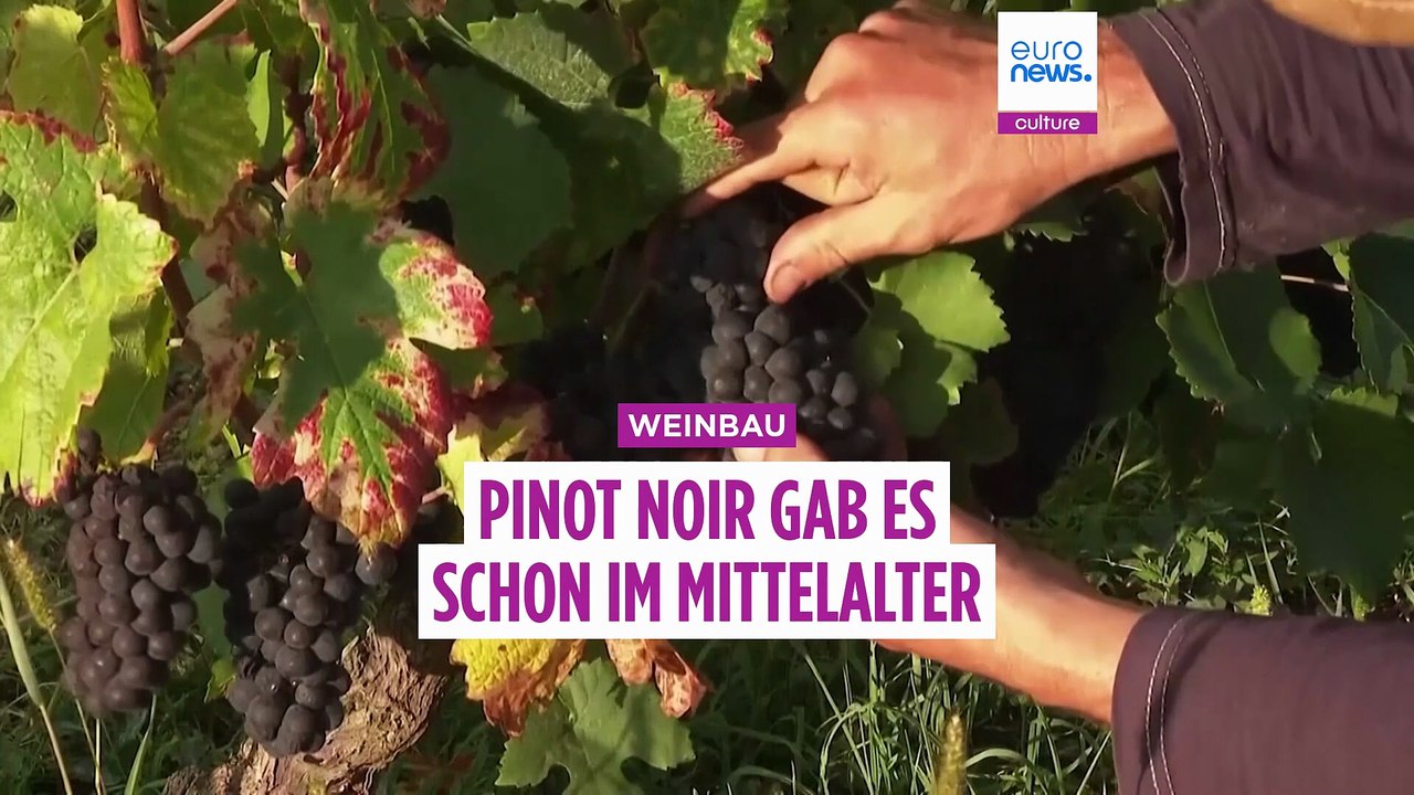 Pinot Noir schon im Mittelalter: Jeanne d’Arc könnte unsere Traube gekostet haben