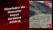 Diyarbakır’da domuzlar koyun sürüsüne saldırdı