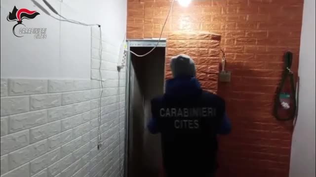 Due anaconda, un caimano dagli occhiali e altri rettili esotici: 14 esemplari nascosti dietro una finta parete di un condominio, sequestrati