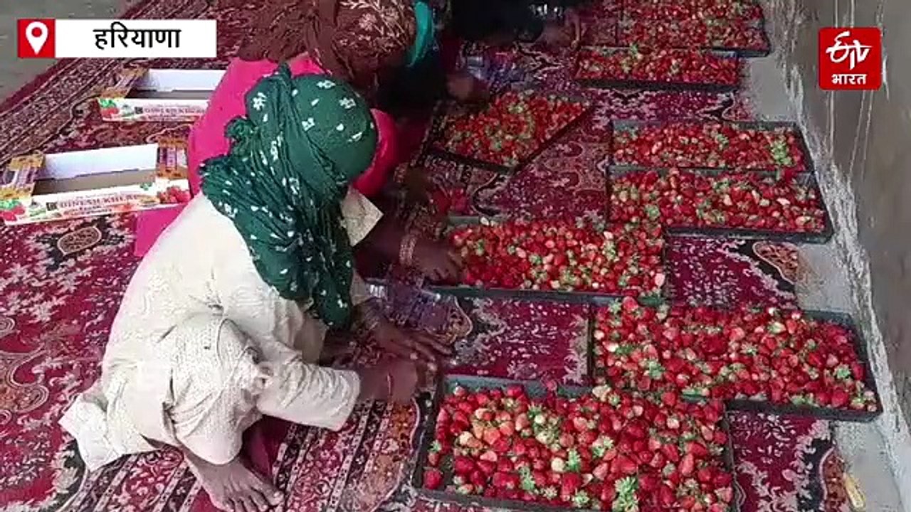 सोनीपत के दिनेश ने परंपरागत खेती से हटकर शुरू की स्ट्रॉबेरी फार्मिंग, कर रहे लाखों की कमाई, बेरोजगारों को दे रहे रोजगार