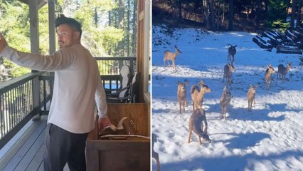 Boyfriend Has Real-Life Snow White Moment When Family Of Deer Come To Him | Wild-ish TV