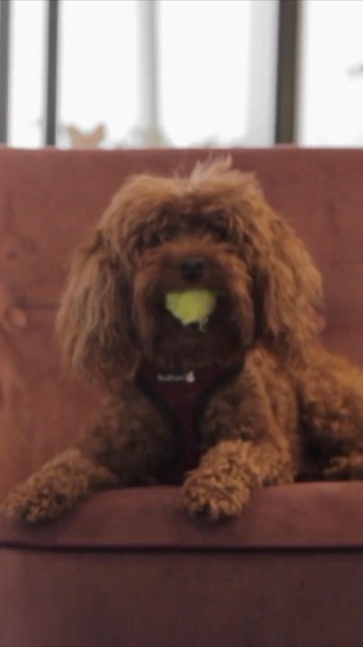 Can Dogs Detect the Intent Behind Our Actions?