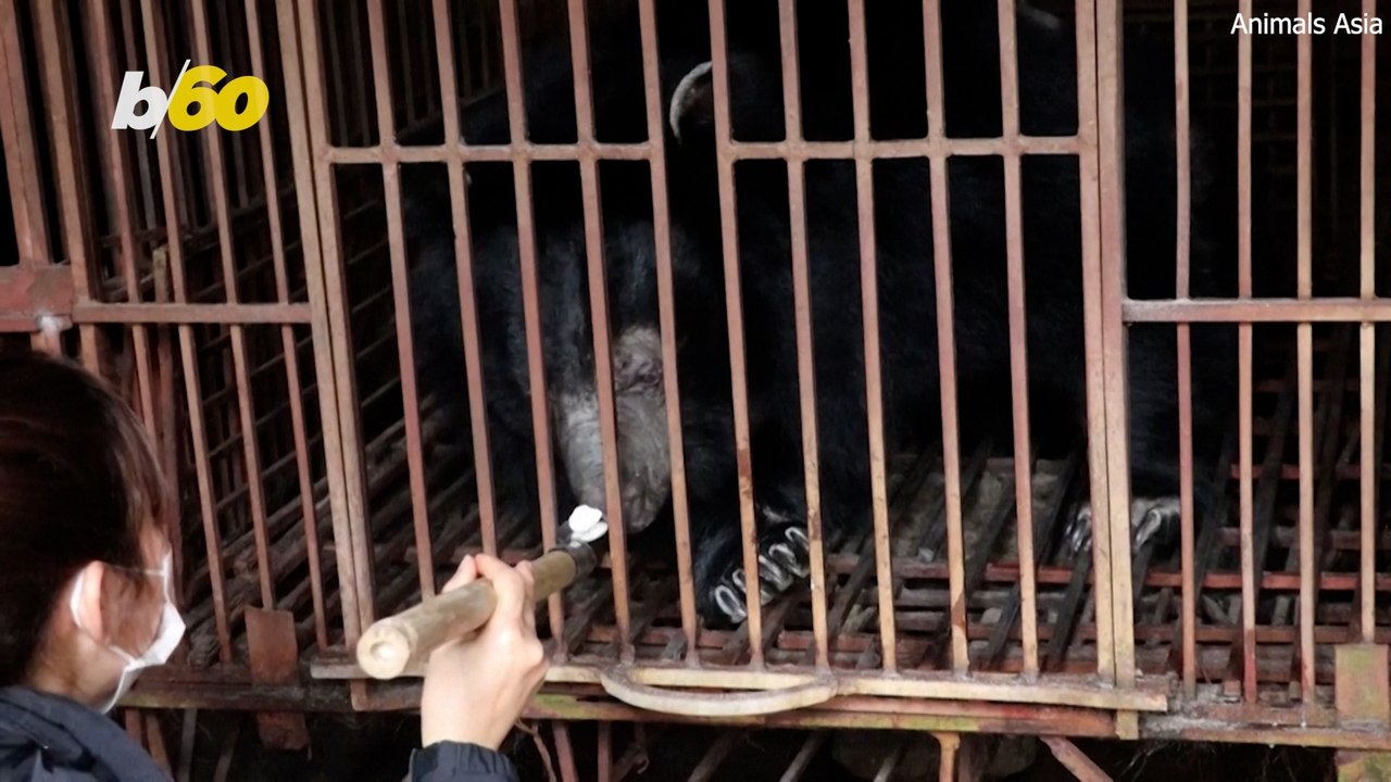Vietnam Bear Rescue: Five Saved in 2023
