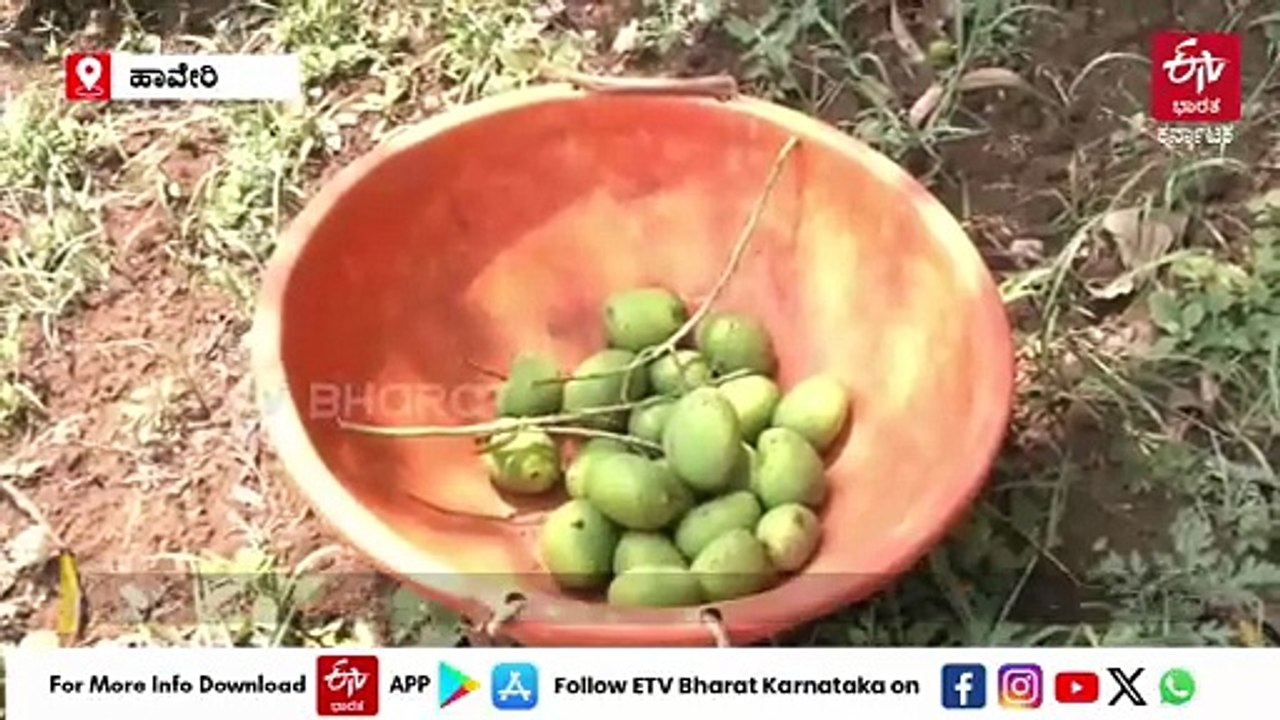 ಹಾವೇರಿಯಲ್ಲಿ ಅಕಾಲಿಕ ಮಳೆ; ಸಂಕಷ್ಟಕ್ಕೆ ಸಿಲುಕಿದ ಮಾವು ಬೆಳೆಗಾರರು