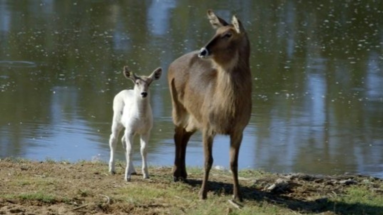 What makes this white waterbuck calf so rare?