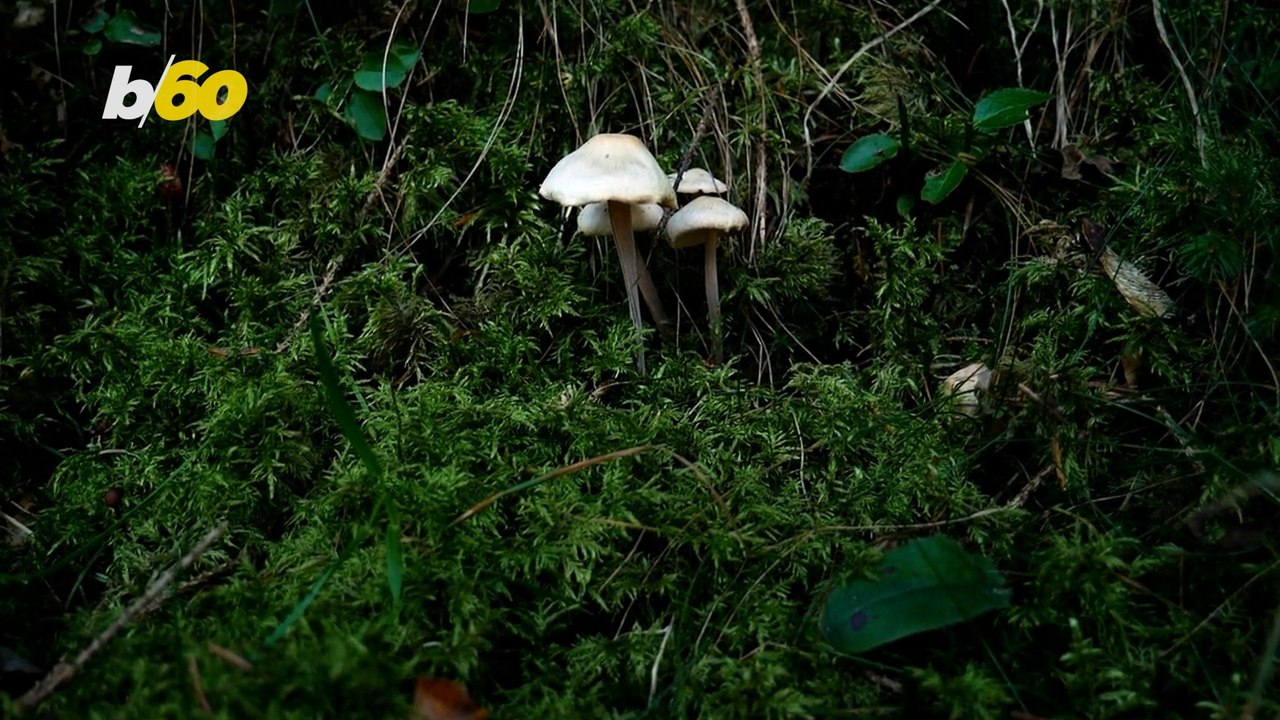 What Foods Could Help Humanity Survive an Apocalypse?