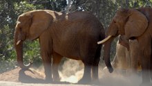 Elephant Odyssey: Herd Getting Bigger at San Diego Zoo