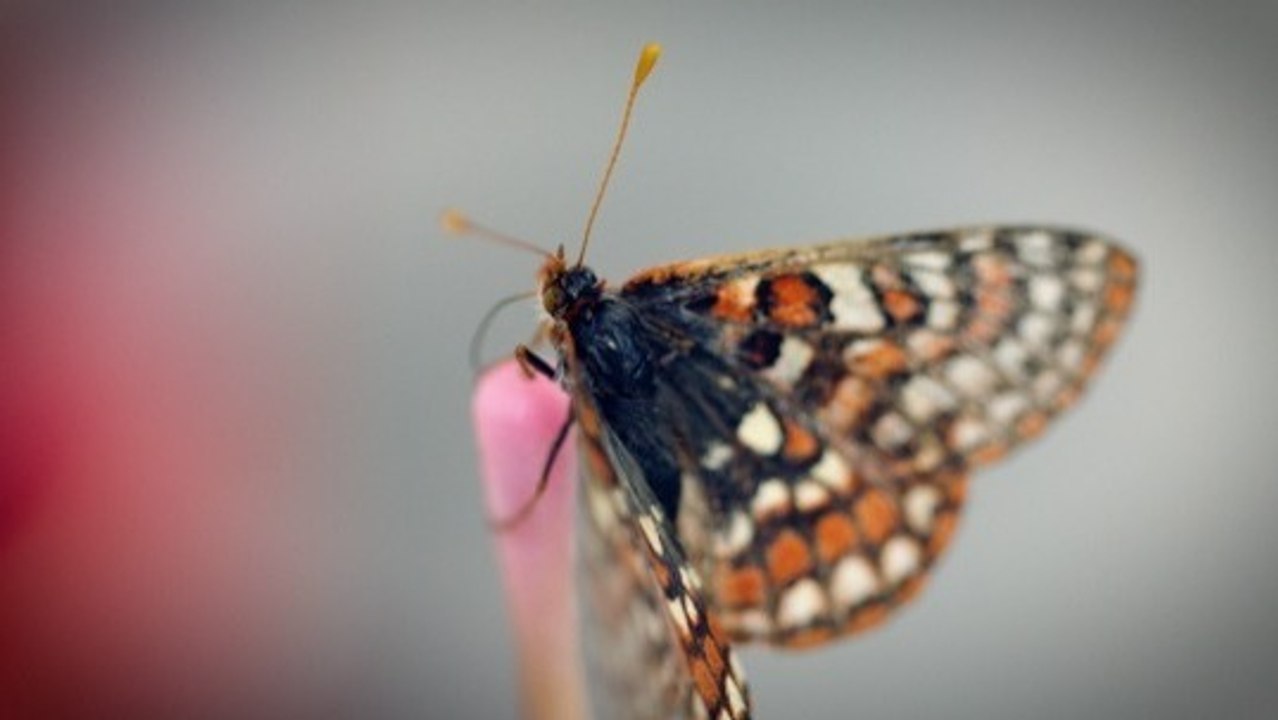 Butterflies Matter: Endangered Species First Release at San Diego National Wildlife Refuge