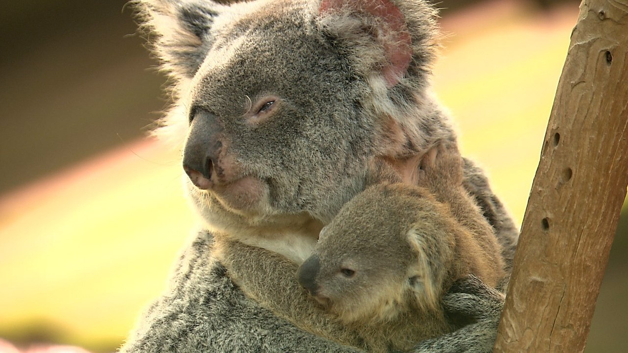 Koala Joey Clings to Mom: A Peek into Baby Koalas
