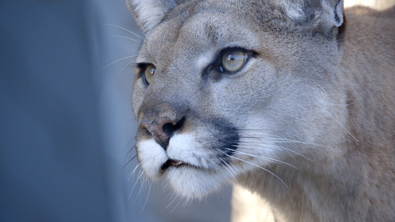 Welfare-First: San Diego Zoo Mountain Lions Exhibit