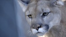 Adorable Mountain Lions Explore New Climbing Habitat