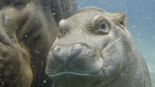 Meet the Hippo Calf Learning Life Skills With Mom