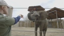 Learning from elephants: a partnership to help humans fight cancer