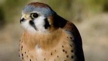 Meet the American Kestrel: The Jet-fighter of the Skies