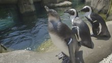Penguin Point at the San Diego Zoo: A Stunning, Serene Penguin Haven