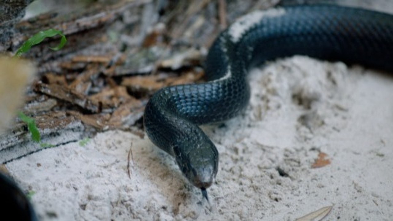 Meet Indigo Snakes: North America's Largest and Their Gopher Tortoise Roommates