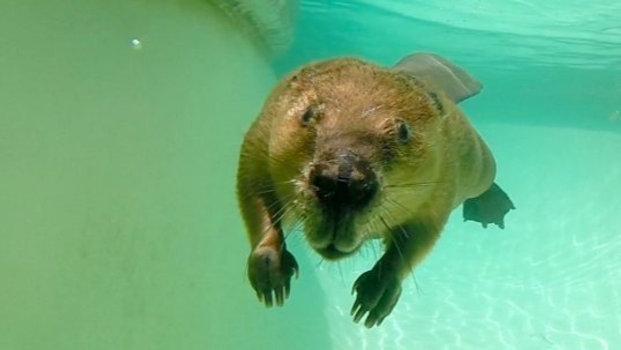 Justine the Beaver: Watch One of the Cutest Animals in Action