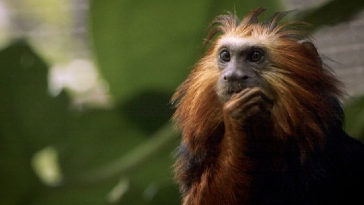 Zoey & Cilantro: Look-Alike Monkeys with Big Personalities