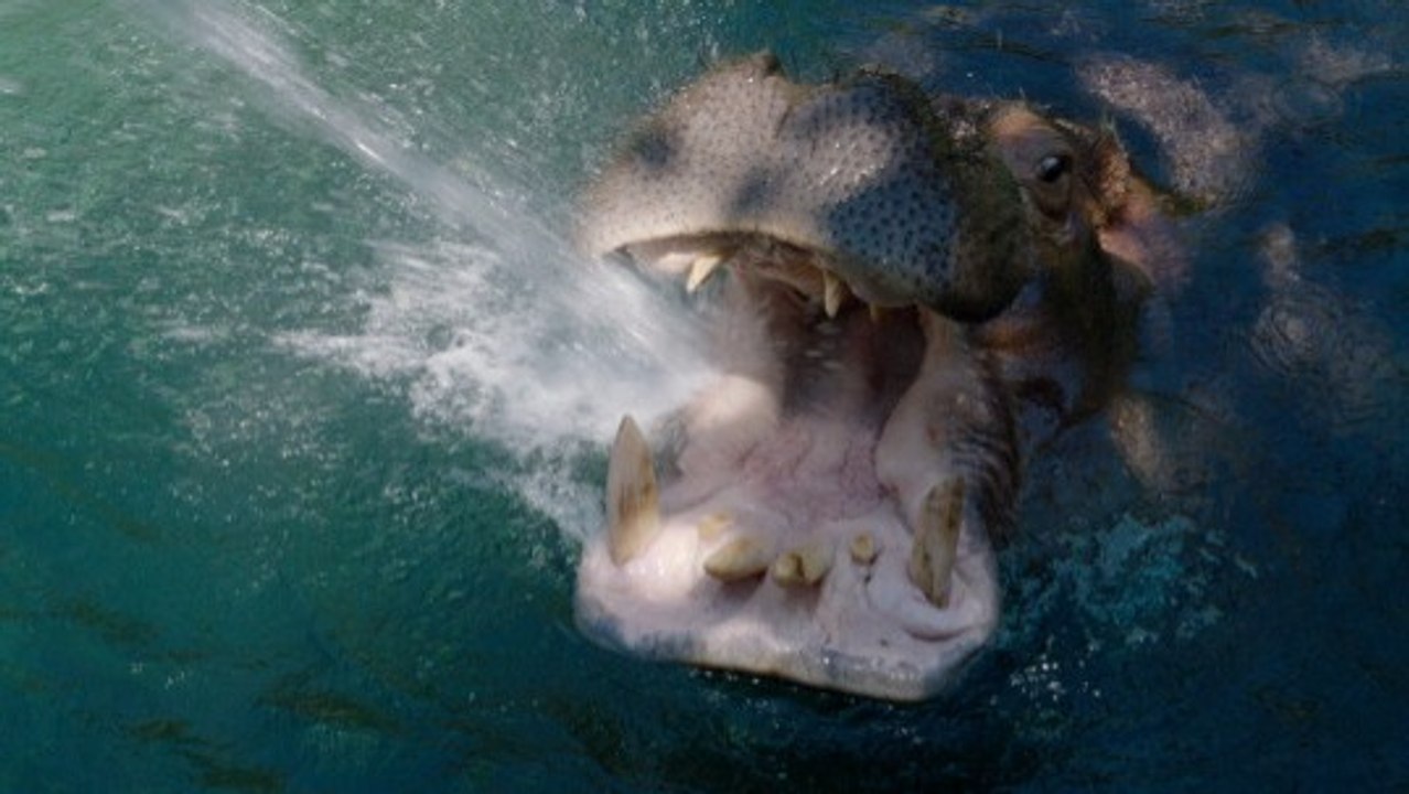 Hippo Happy: Water Cannon Fun and Favorite Treat