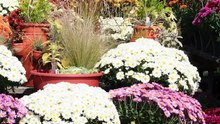 Best Fall Gardening Ideas for Healthy Plants