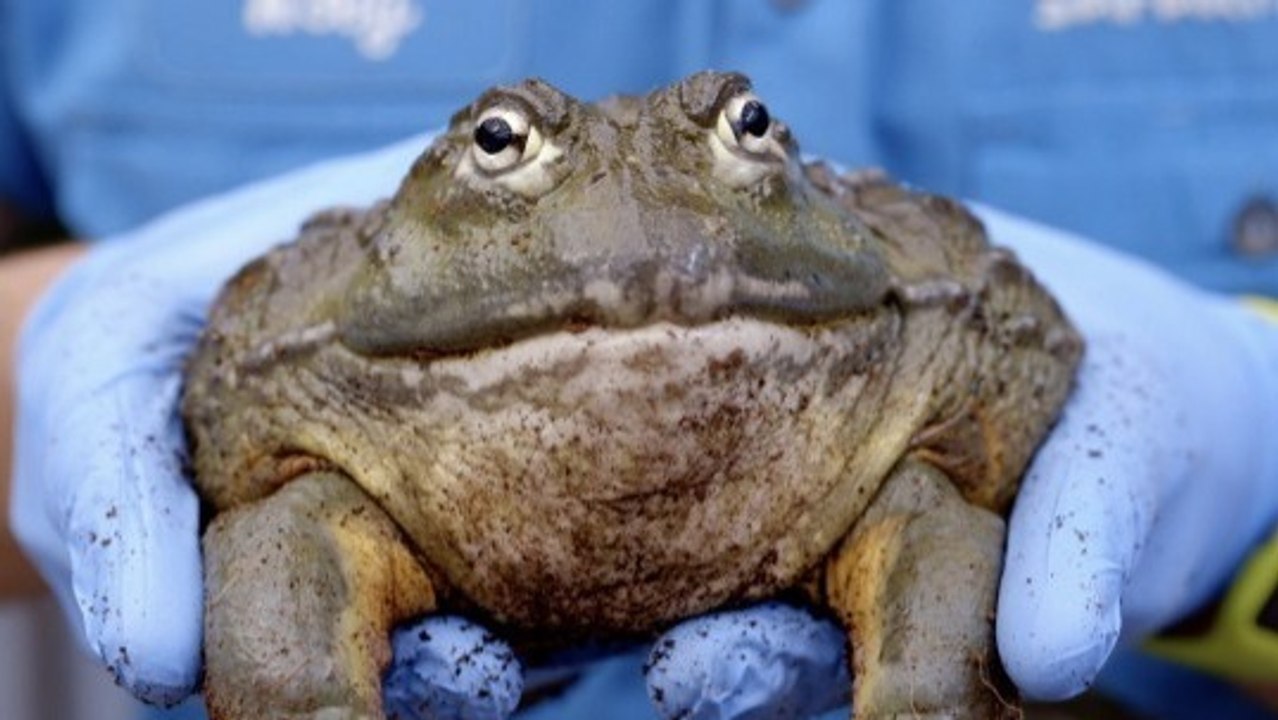 Even Though Pixie Frogs Are Cute, You Might Want to Wear Gloves When Holding Them