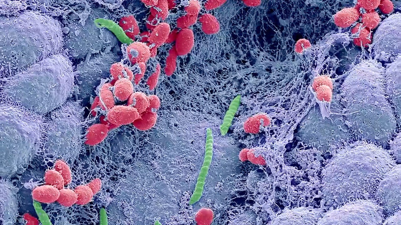 Researchers Discover Surprising Bacteria in High-Altitude Everest Soil