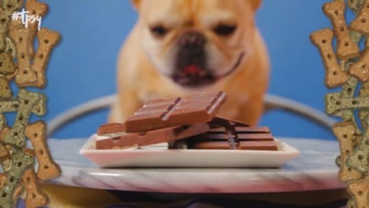 Toxic Foods Dogs Must Avoid and How It Helps Them Live Longer